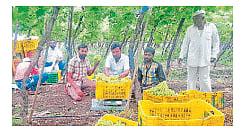 The grape season in Kawathamahankal taluka has begun
