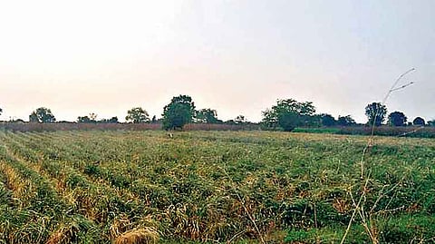 unseasonal rain damage