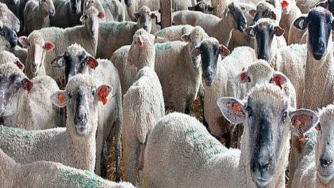 Madgyal sheep research conservation proposal backpack delayed