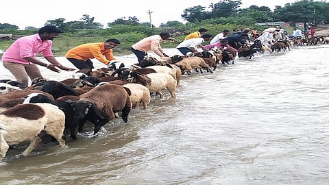 Youth Save Lives Of Sheeps