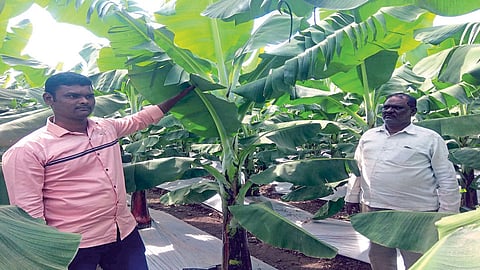 शेतीतील नवनव्या प्रयोगातून शेणोलीत विद्यार्थ्याची लाखाेंची कमाई