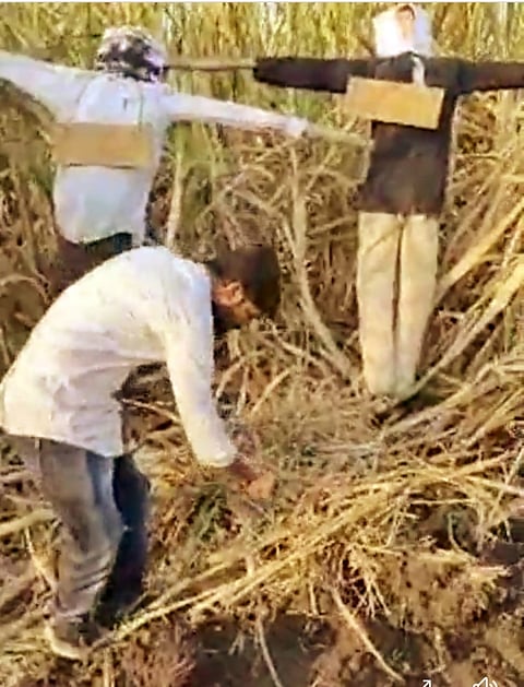 In Nevasa, the farmer again lit the cane