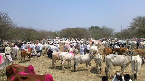 Animal market to be filled in Taklibhan