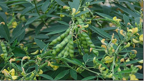 The Rajeshwari variety of Turi made the farmer wealthy
