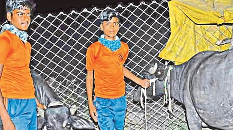 Buffaloes taken from work by two children from a nomadic community in a lockdown