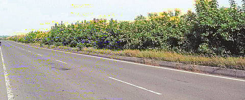 Flowering trays on national highways