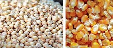 The Collector has issued an order to start procurement of maize and sorghum at Telhara
