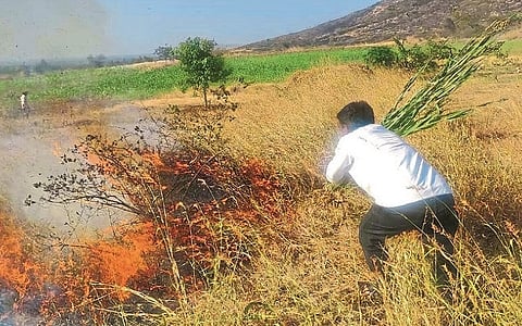 Burn 80 acres of trees; Fire at Dandoba Sanctuary