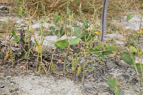 दरवाजे तुटल्याने शेकडो शेतजमींनीना खाऱ्या पाण्याचा तडाखा