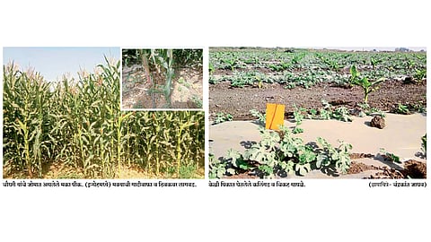 मक्याच्या शेतीला दुग्धव्यवसायाची जोड