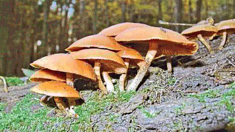 be careful you eating for meshroom