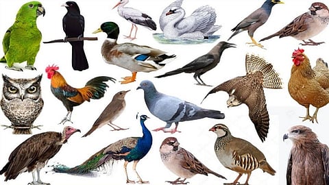 Parbhani district also has a high rate of road accidents involving wild animals