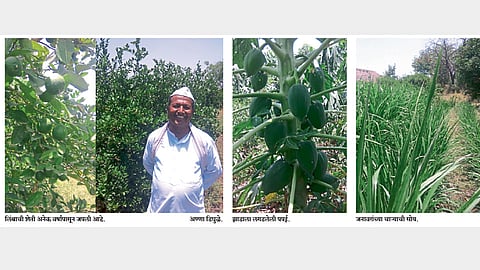 लिंबासह भाजीपाला पिकांनी सुधारले अर्थकारण