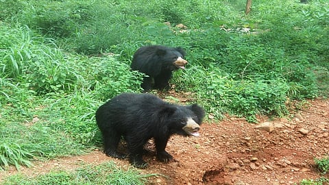 Possible Sanctuary For Bears In Chandgad Taluka Kolhapur Marathi News
