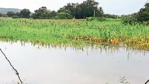 Crop damage report due to heavy rains
