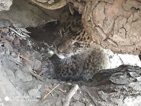 बिबट्या