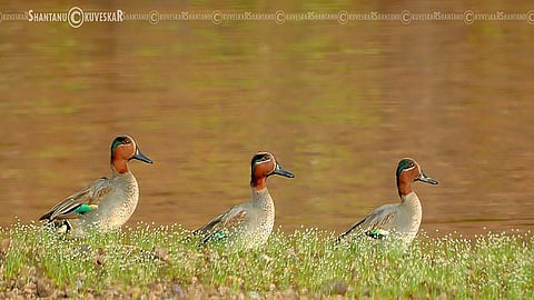 चक्राक बदक