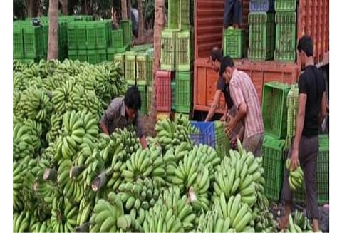 Some relief to farmers improvement in banana prices
