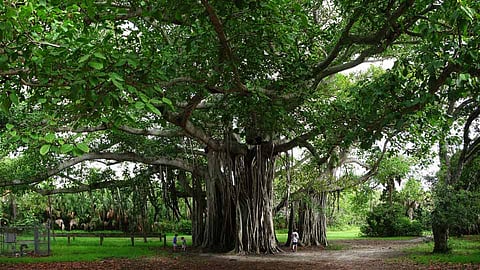 banyan-tree