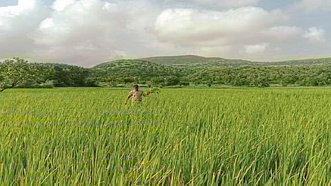 भातशेती