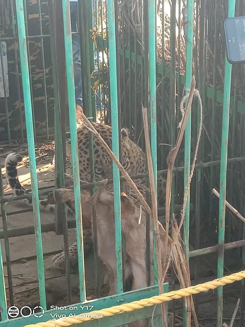 Cage in the Bule Plateau to catch leopards