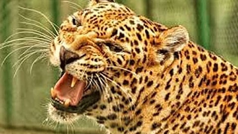 Leopard dies after falling into well