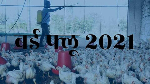 Akola Marathi News Bird flu positive in two places in Akola district