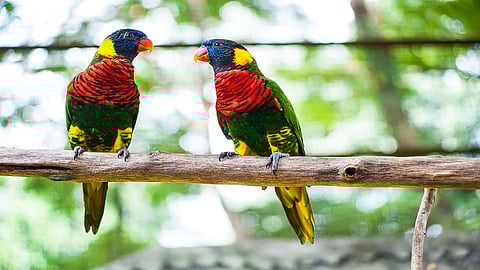 birds123.jpg