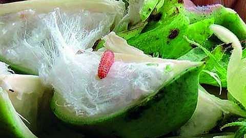 Outbreaks of bollworm on crops