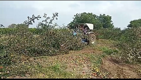 रुपयाही भाव नसल्याने बोराच्या बागेवर फिरवला ट्रॅक्टर