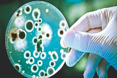 one patient infected with Brucellosis bacterial infection in nagpur