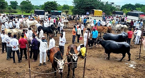 चाकणच्या जनावरांच्या बाजाराबाबत झाला मोठा निर्णय