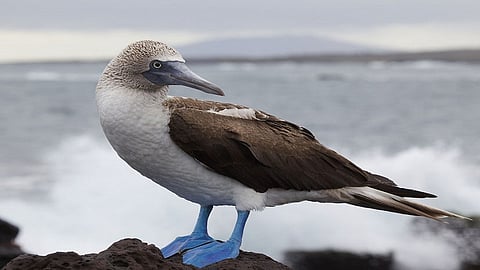bubiz the american see birds in dapoli beach caused by a cyclone on konkan area