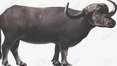 Six buffaloes died due to power outage kolhapur