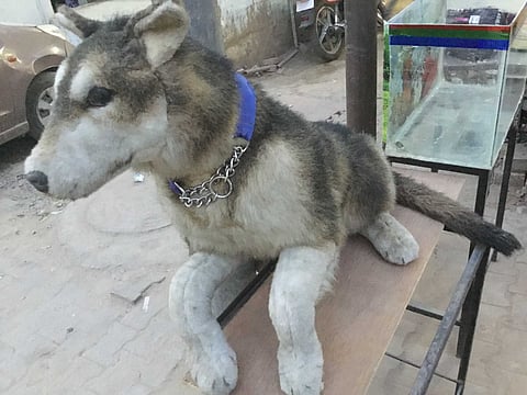 Dog Care Center to be set up in Kolhapur