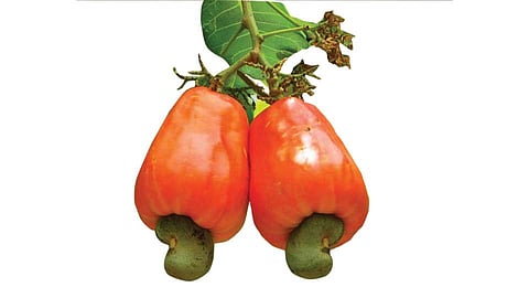 Profit Of Rs 40 Per Kg In Cashew Mortgage Scheme Ratnagiri Marathi News