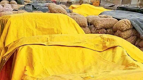 पुणे जिल्ह्यात वादळी पावसाने पिकांचे नुकसान