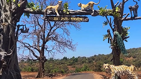 three days no entry in chandoli sanctuary