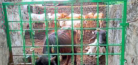 जिवती,(जि. चंद्रपूर) : कोंडवाड्यात ठेवण्यात आलेली जनावरे.