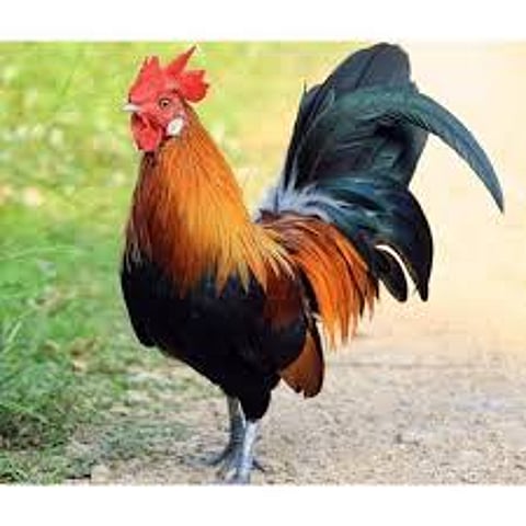 Corona survived chicken lives