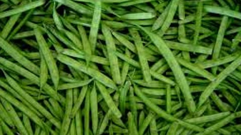 कोल्हापुरात गवार तेजीत