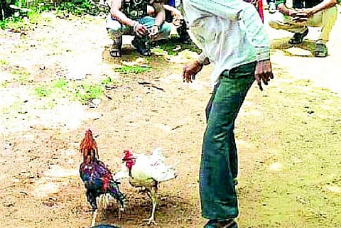 13 lakh rupees seized from illegal cock selling in ekatanagar of chandrapur