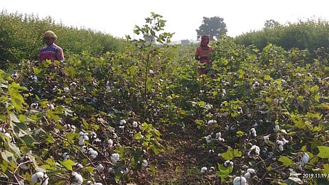 Akola News: School closed; Students sell cotton, fear of respiratory illness