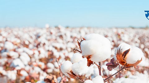 Cotton News