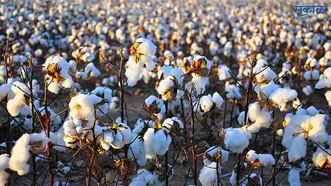 cotton