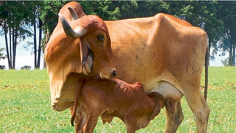 आरोग्यशेती आणि आरोग्य