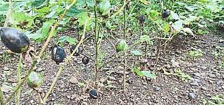 Cotton #AurangabadNews