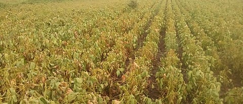 Akola News: Tanker water on road to save crop at Telhara