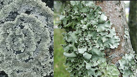 Stone flower use in Spice