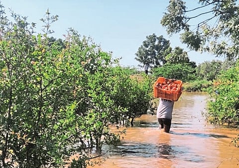 Pomegranate prices rise due to insufficient supply: Saffron fruit prices at Rs 70 to Rs 100 per kg